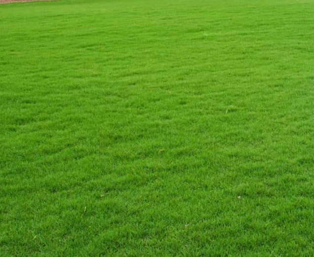 Lawn Mowing Services: Keep Your Lawn Pristine and Beautiful